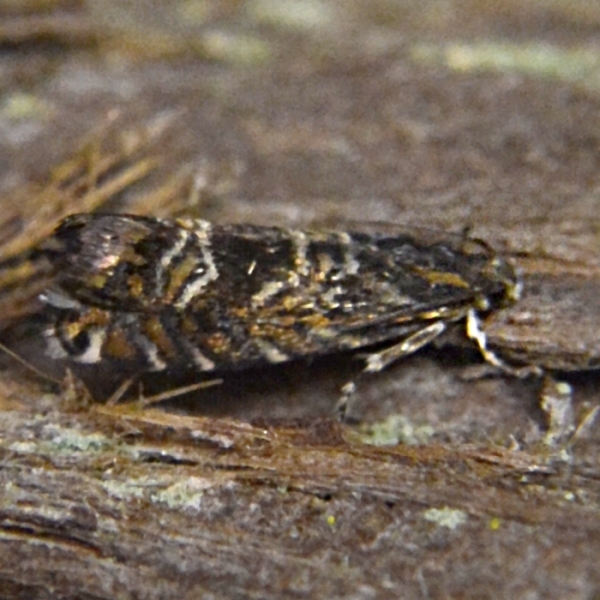 Photo of Thaumatographa youngiella by <a href="http://www.coffinpoint.ca/">Paul Westell</a>